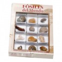 Caja de Fósiles del Mundo número 2