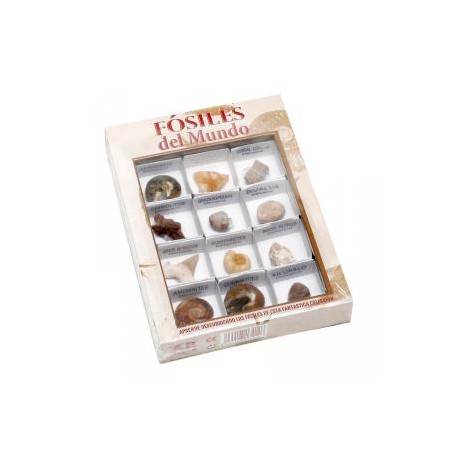 Caja de Fósiles del Mundo número 1