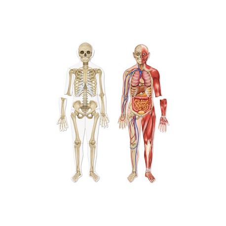 Cuerpo humano magnético