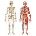 Cuerpo humano magnético