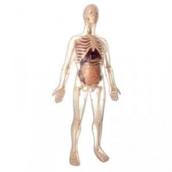 Kit de Anatomía 56 cm