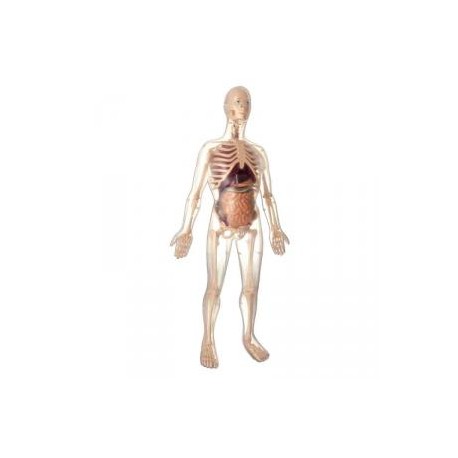Kit de Anatomía 56 cm