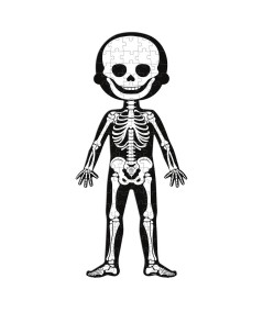 Puzzle educativo cuerpo humano 50-75-100 pzas