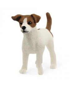 Perro Jack Russell terrier