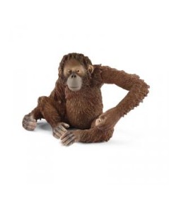 Orangután hembra