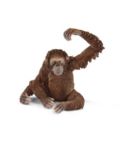 Orangután hembra